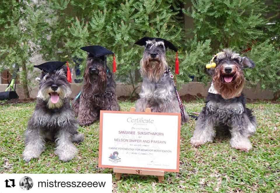 Clicker Dog Dog Training School 5