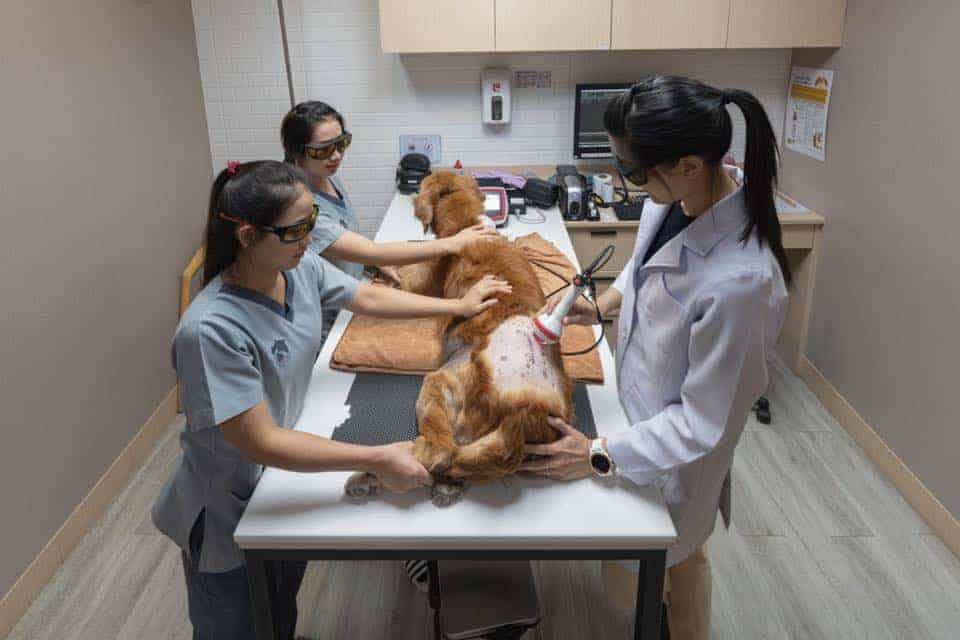 โรงพยาบาลสัตว์พญาไท 7 Phyathai 7 Animal Hospital 7