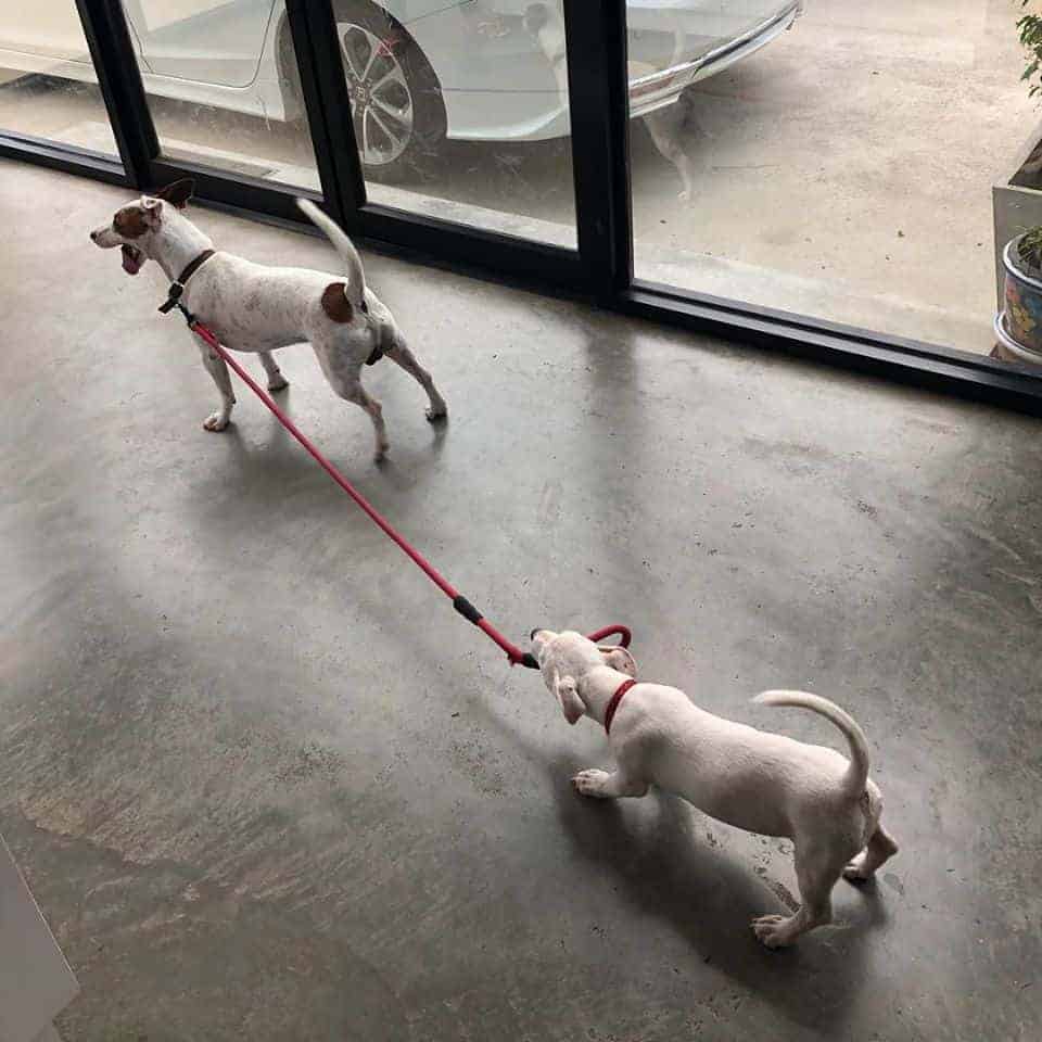 Puenpet Dog Hotel 3