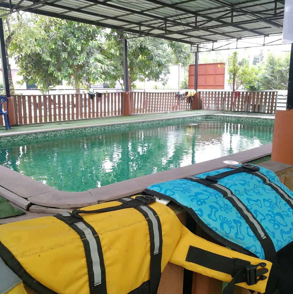 Hot Dog Swimming Pool 9