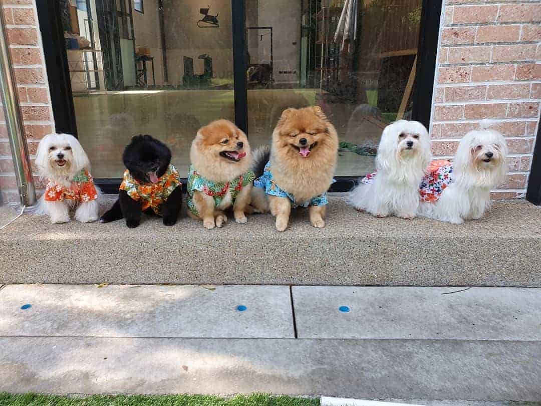BARK LOUNGE 2