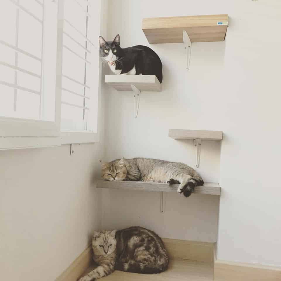 โรงแรมแมว Infinite Cat hotel รับฝากเลี้ยงแมว 1