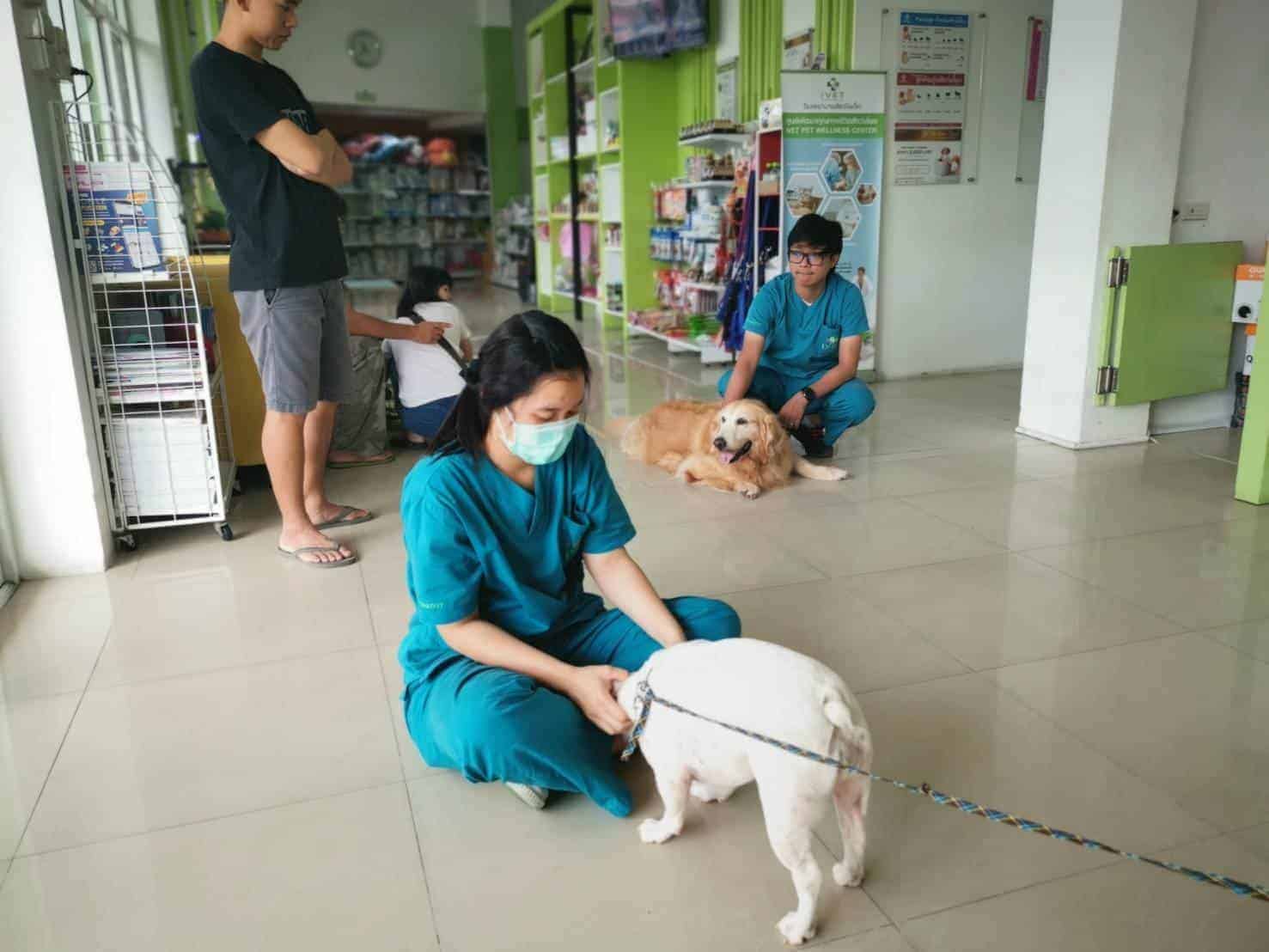 โรงพยาบาลสัตว์ไอเว็ท (เวสต์เซนทรัล ศาลายา) Ivethospital (West Central Salaya) 5