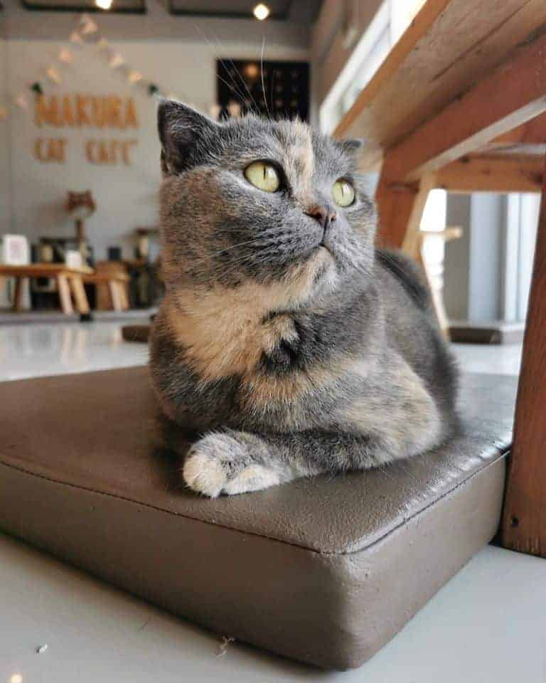 Makura Cat Cafe' 3