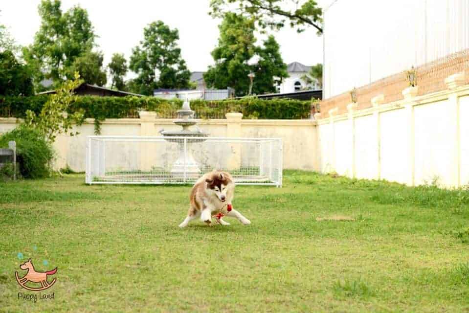 Puppy Land Resort 2