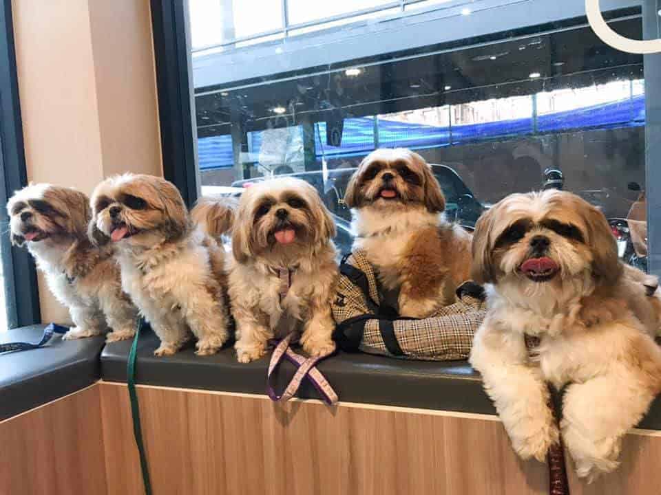 โรงพยาบาลสัตว์พญาไท 7 Phyathai 7 Animal Hospital 1