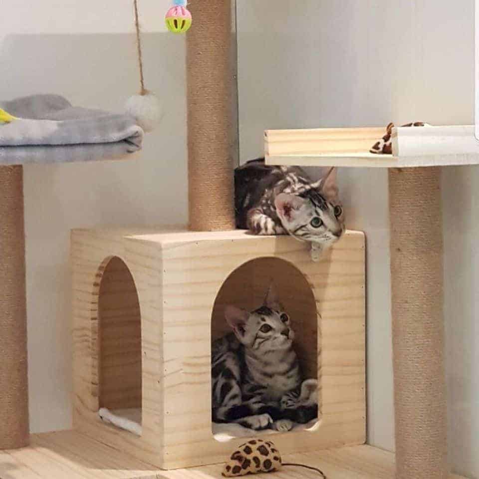 Pet Hotel Bangkok (สุขุมวิท) 9