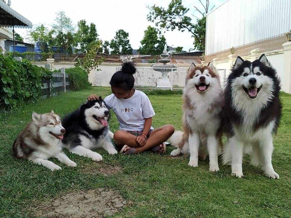 Puppy Land Resort 4