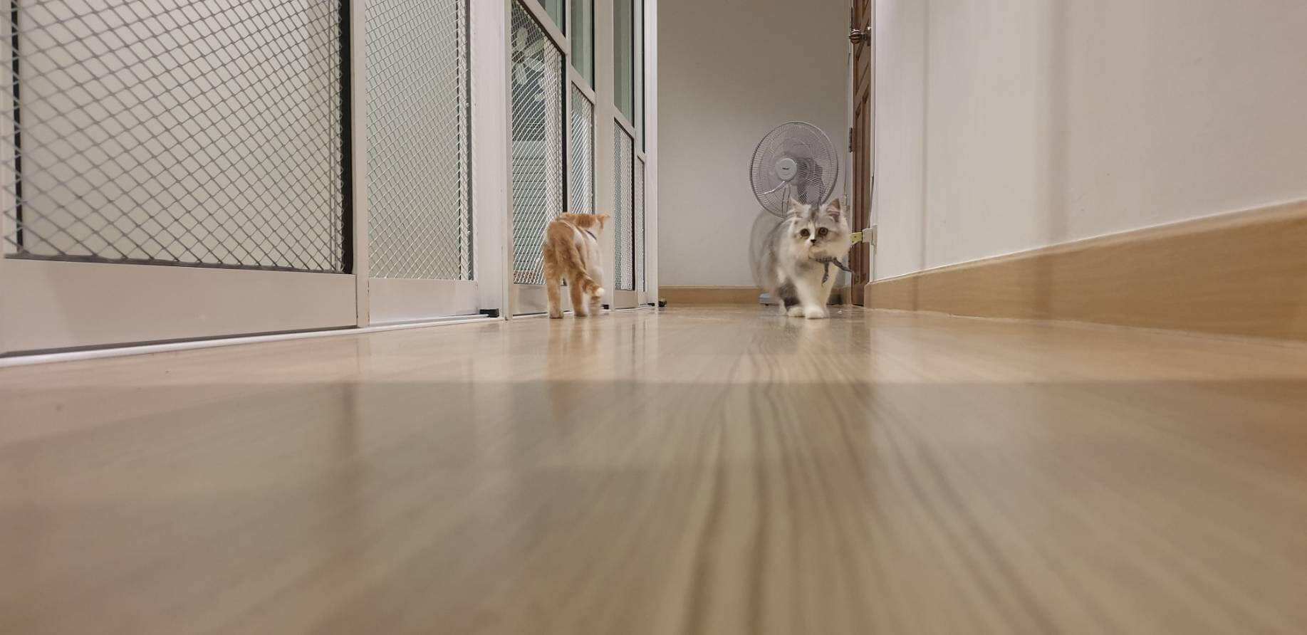 โรงแรมแมว Infinite Cat hotel รับฝากเลี้ยงแมว 2