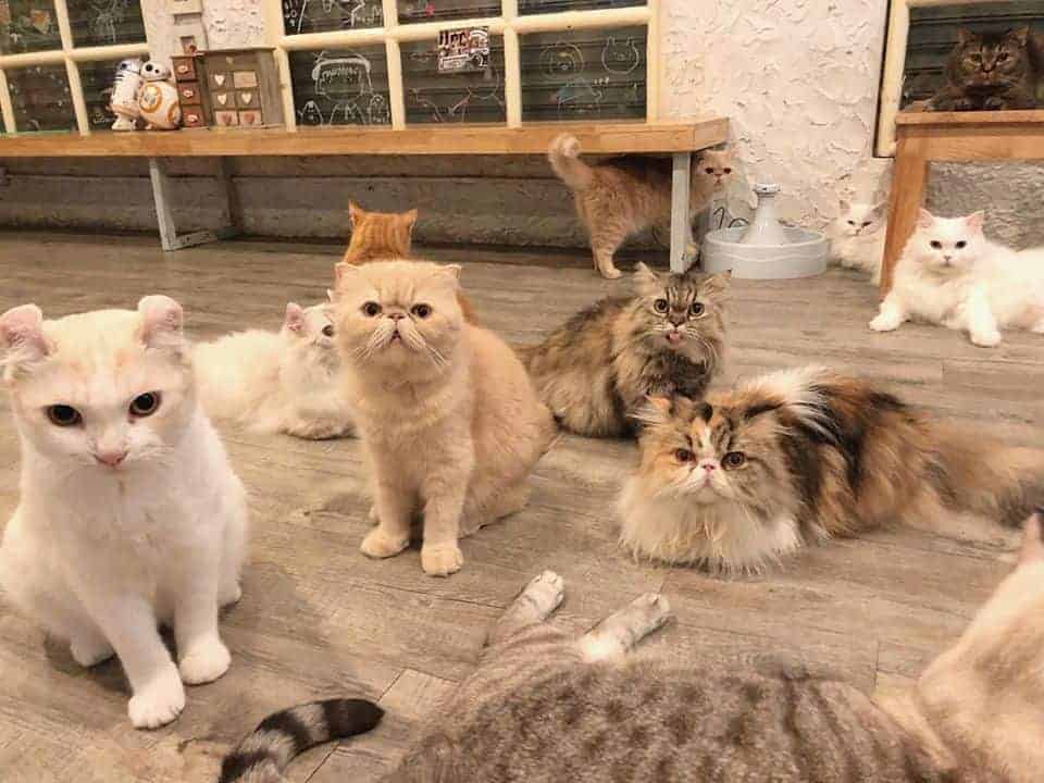 Caturday Cat Cafe 2