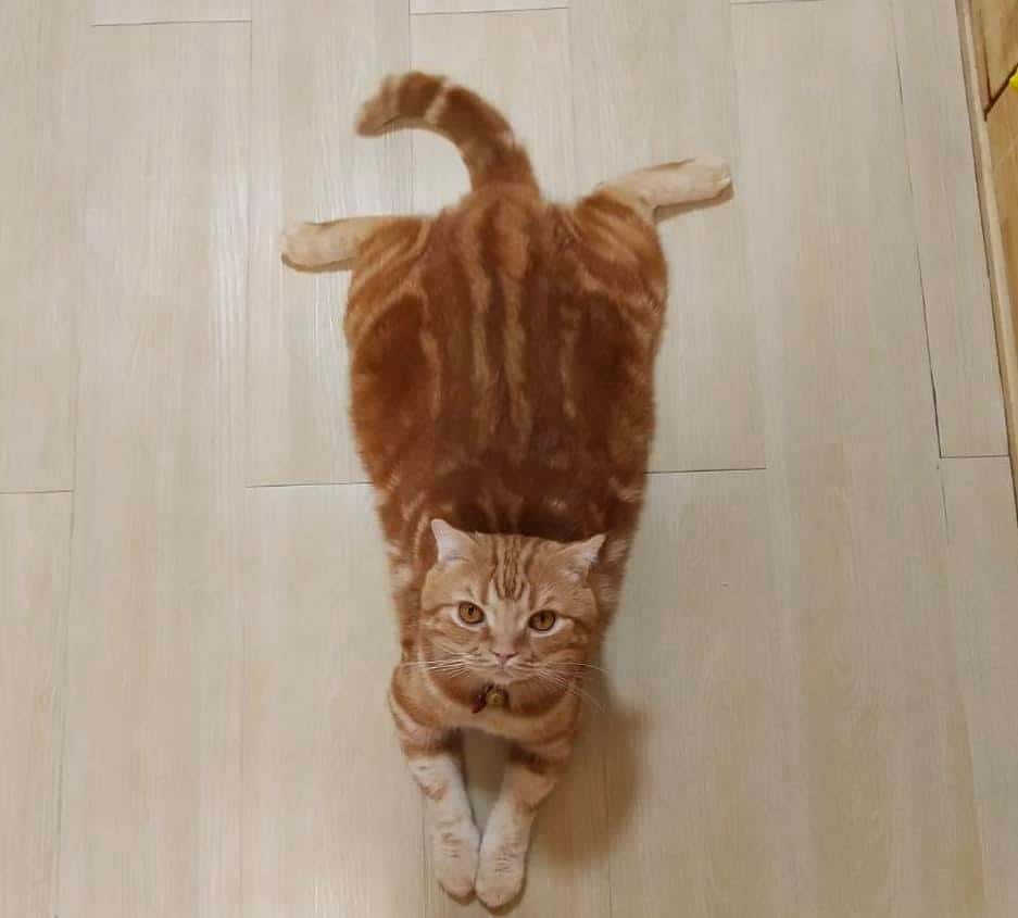 Gatto Cat Hotel 9