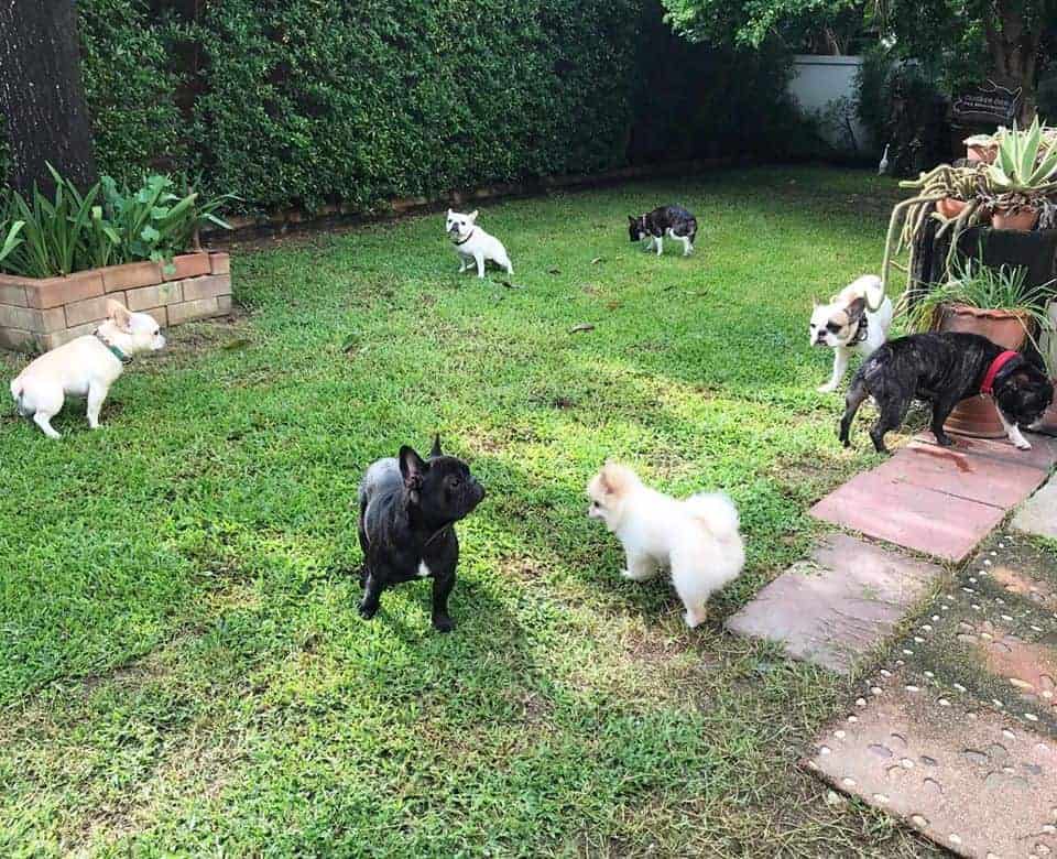 Clicker Dog Dog Training School 4