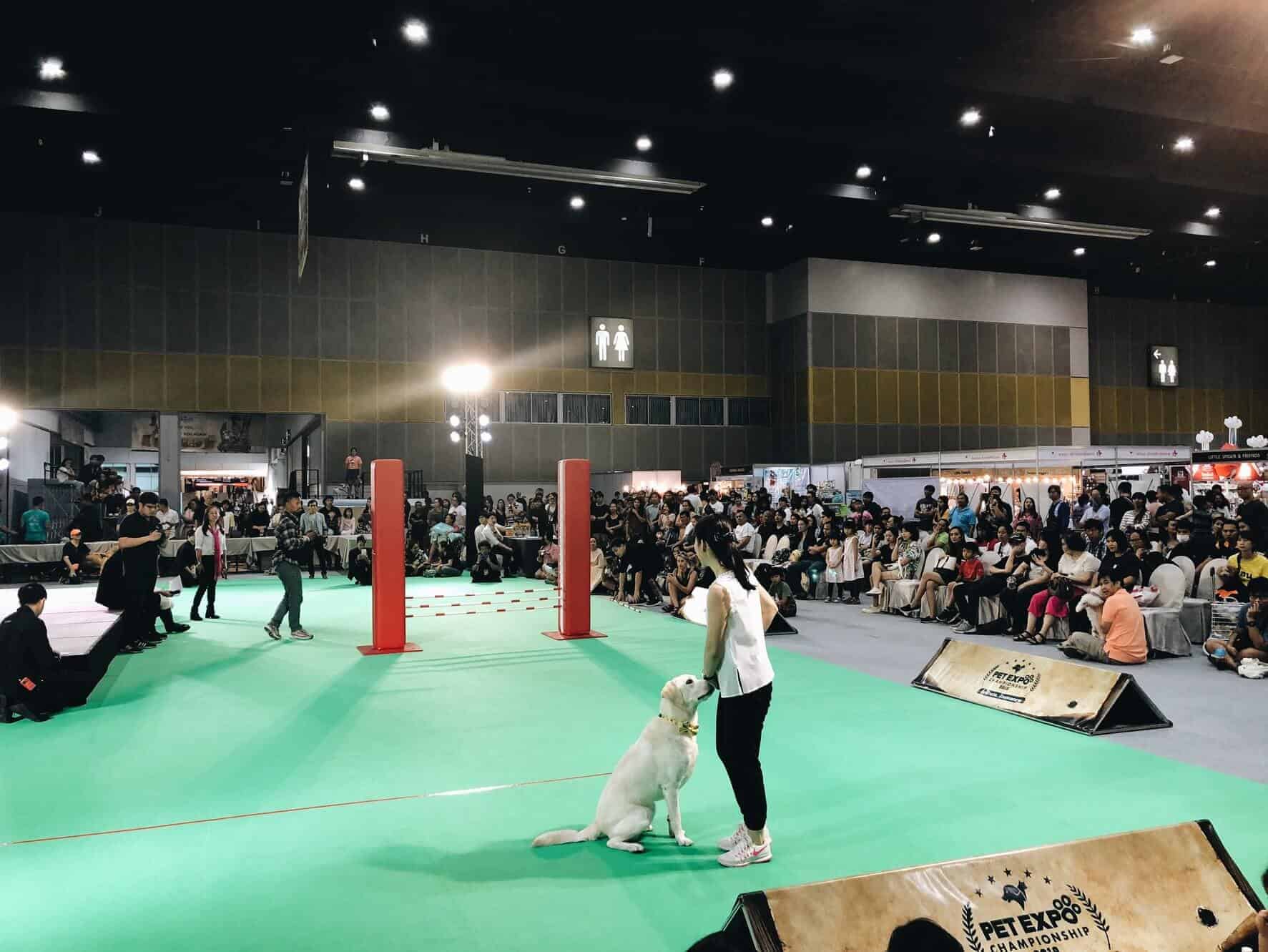 69311767_2686512484712417_7449687218056069120_o Pet Expo Thailand 2020 (เลื่อนจัด) 7