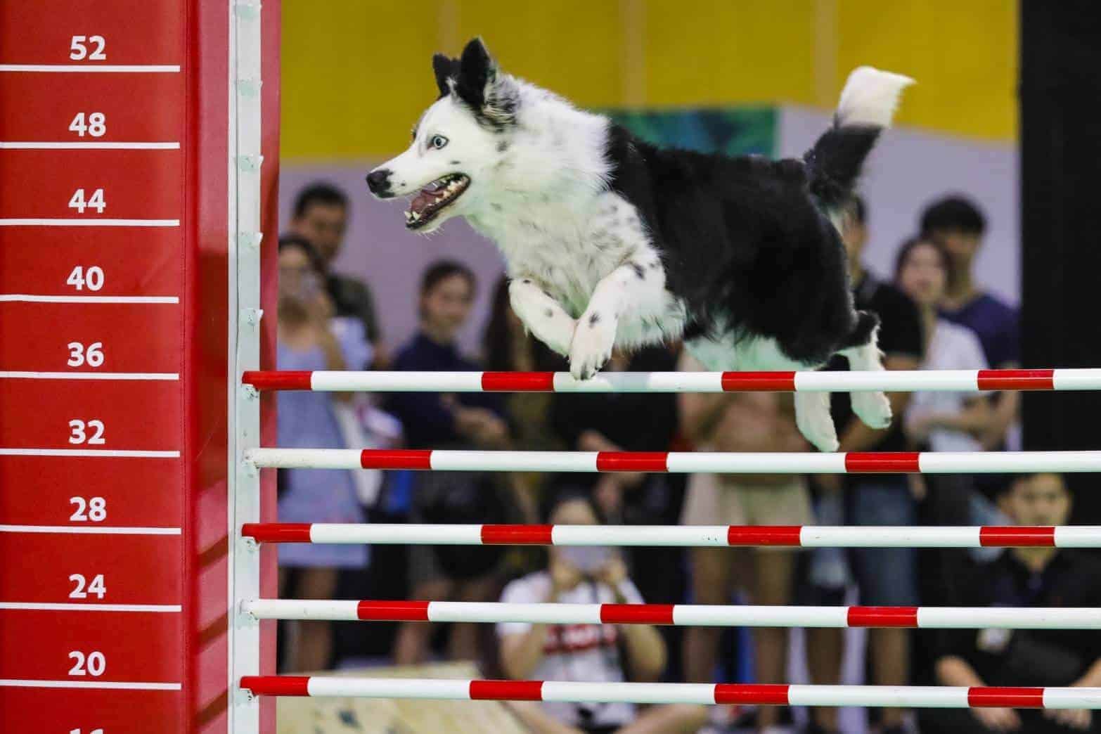 69331849_2686512231379109_4883371459000401920_o Pet Expo Thailand 2020 (เลื่อนจัด) 8