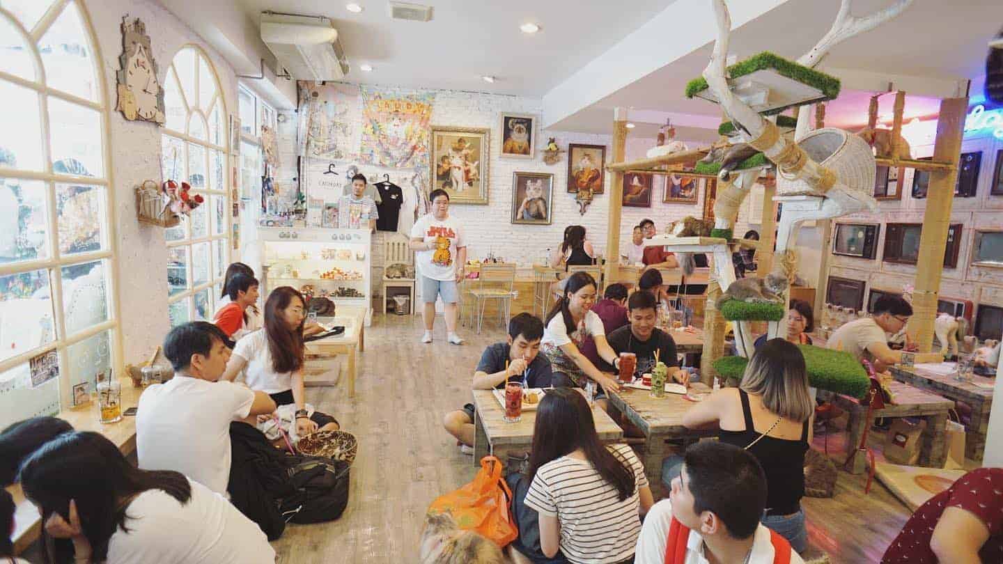 Caturday Cat Cafe 3