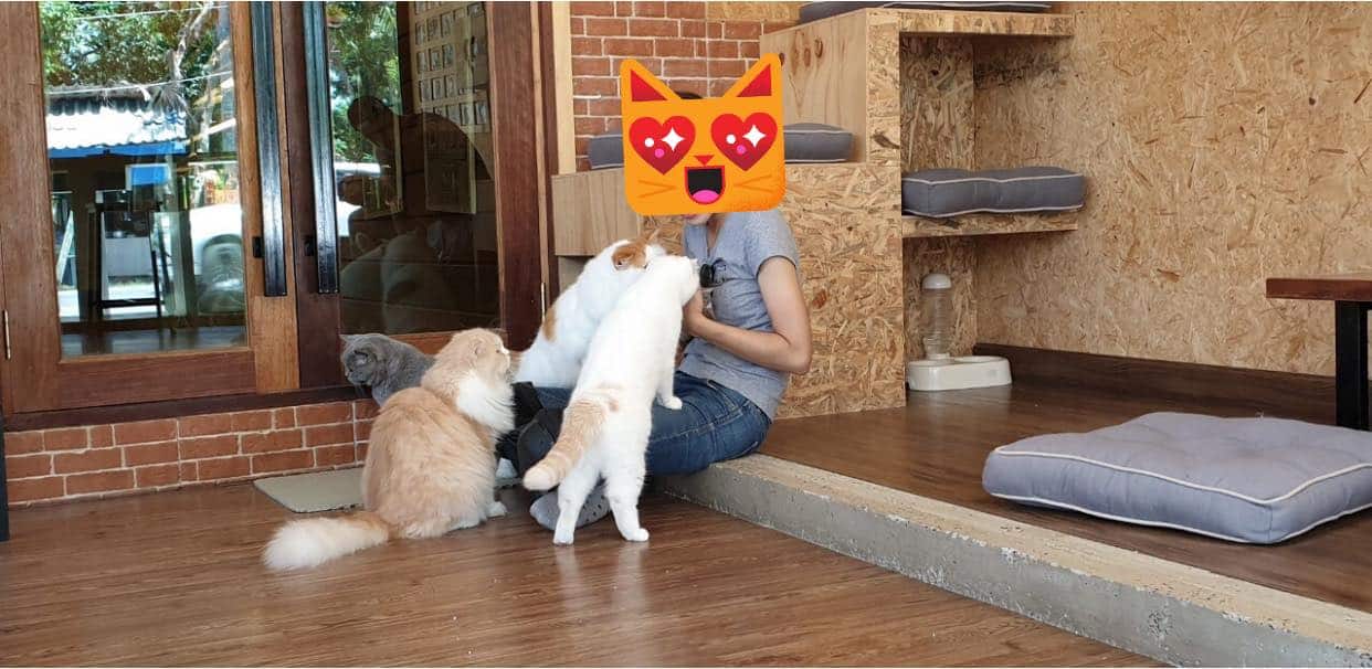 โรงแรมแมว Infinite Cat hotel รับฝากเลี้ยงแมว 3