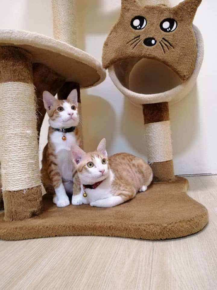 Gatto Cat Hotel 5