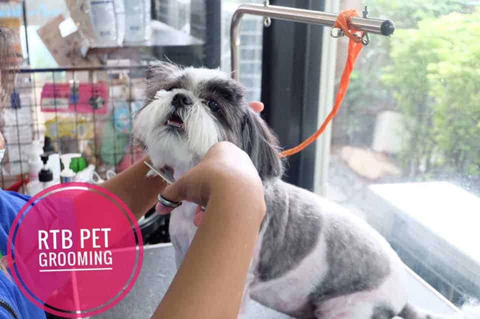 โรงพยาบาลสัตว์รัตนาธิเบศร์ (ภูเก็ต) RTB Referral Animal Hospital (Phuket) 6