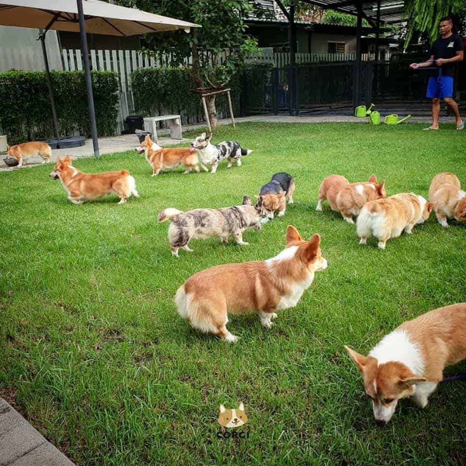 Corgi in the Garden 9