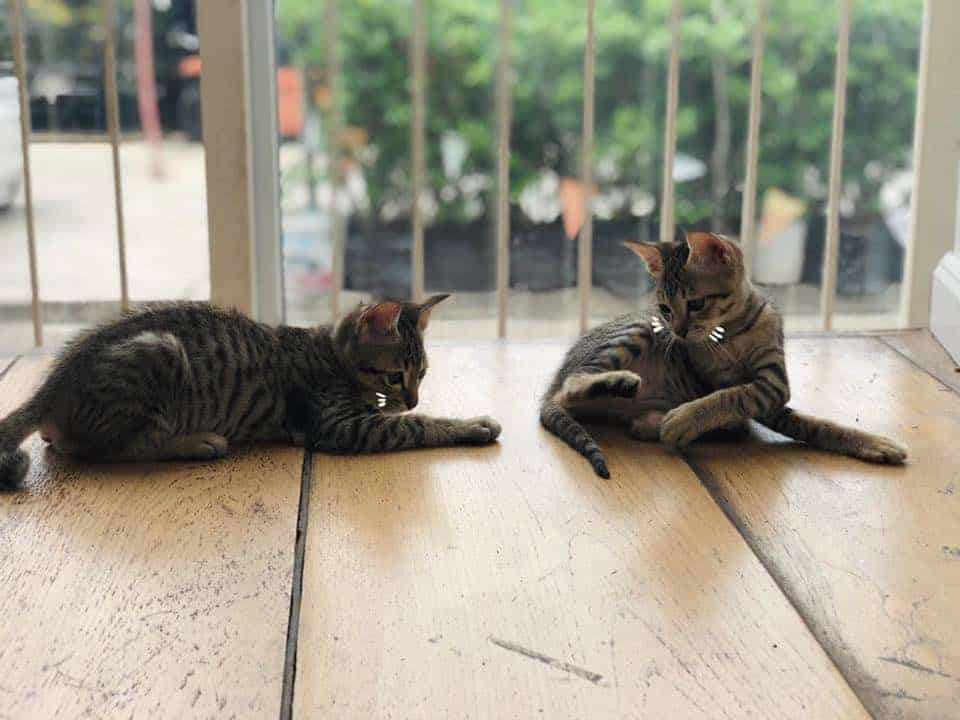 โรงพยาบาลสัตว์สุขุมวิท 6