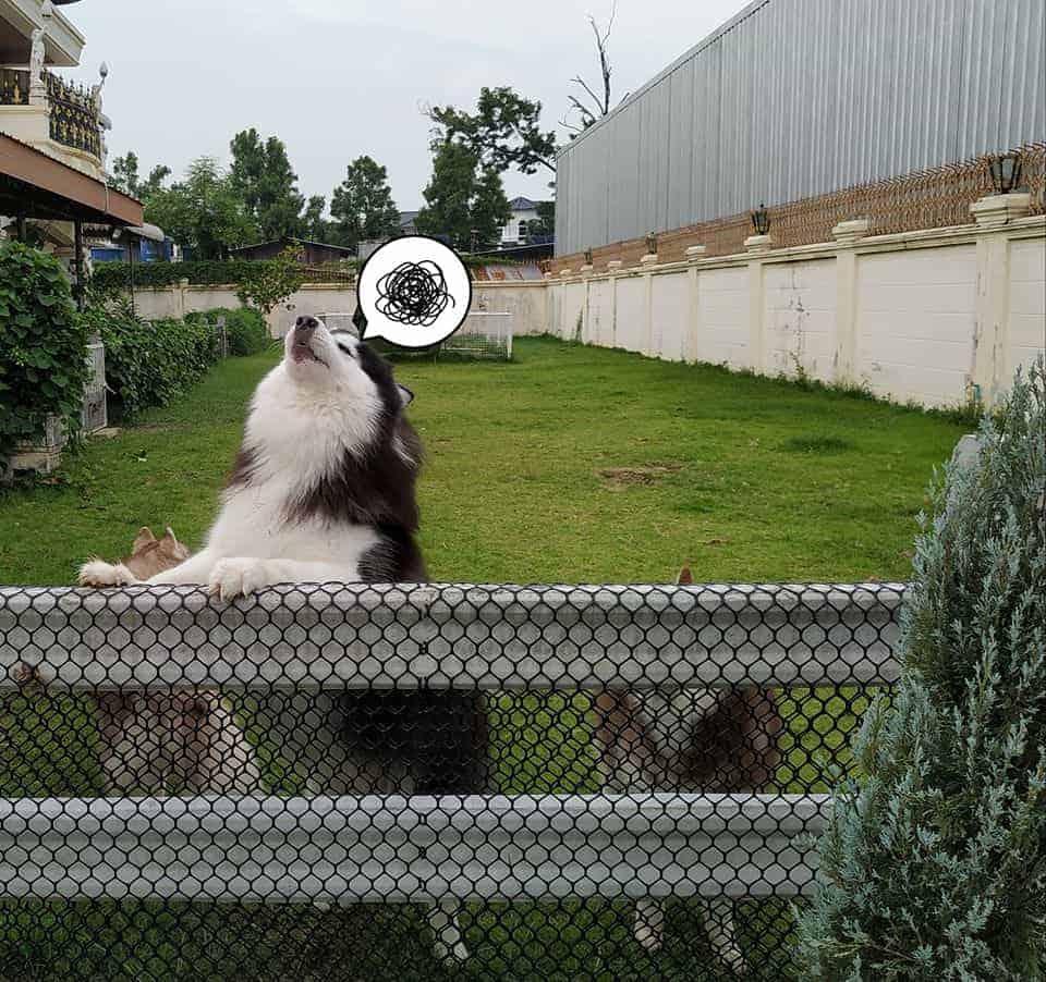 Puppy Land Resort 5