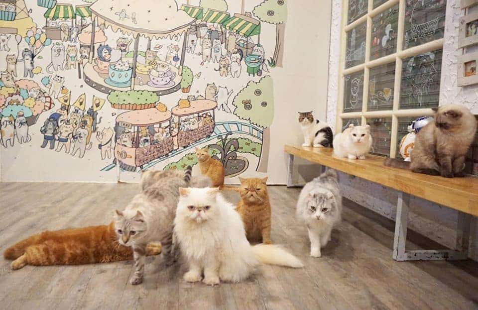 Caturday Cat Cafe 4
