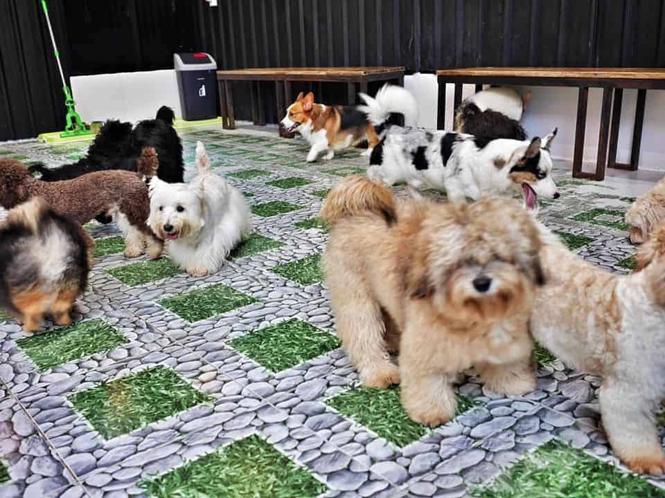 Big Dog Cafe 2