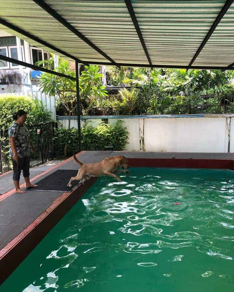 Puenpet Dog Hotel 4