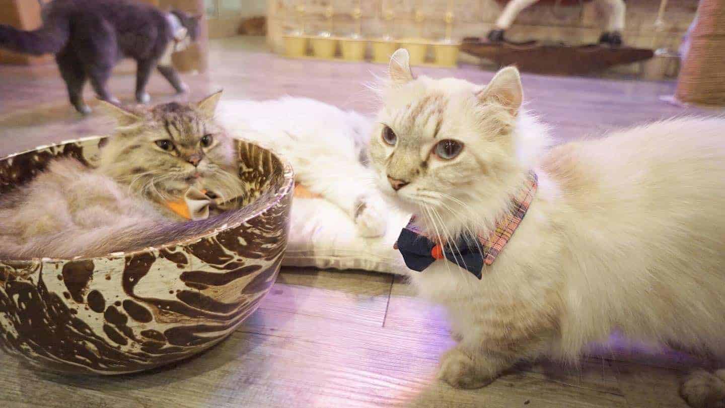 Caturday Cat Cafe 5