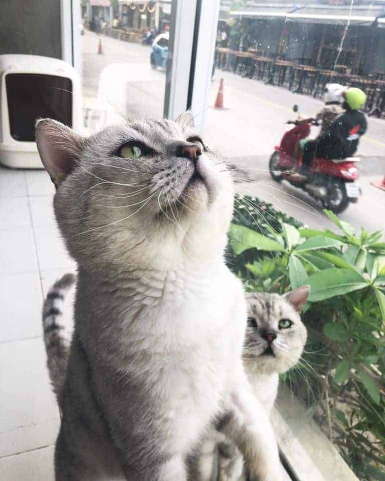 Makura Cat Cafe' 2
