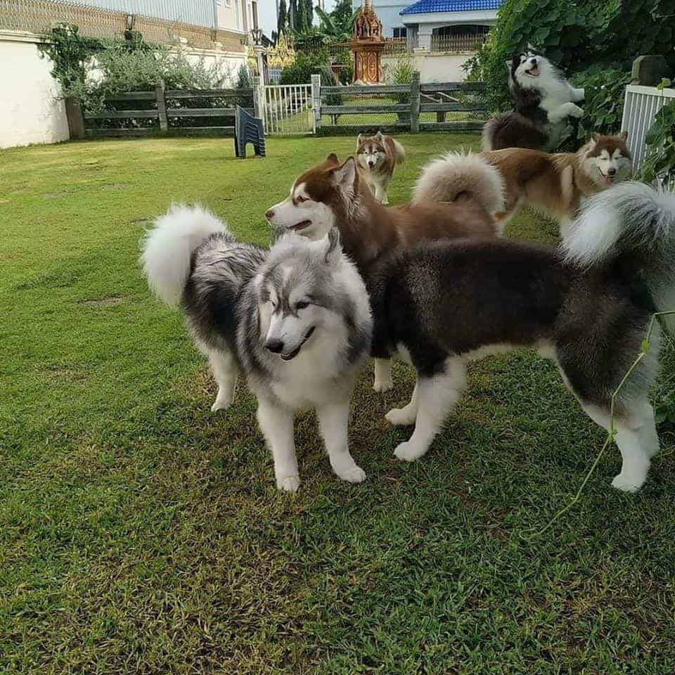 Puppy Land Resort 6
