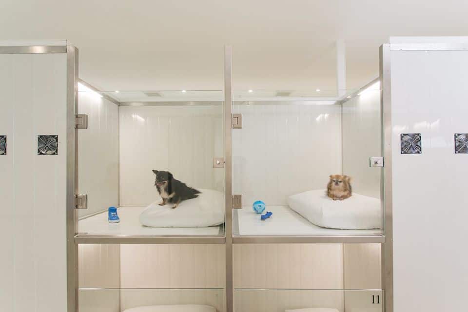 Pet Hotel Bangkok (สุขุมวิท) 8