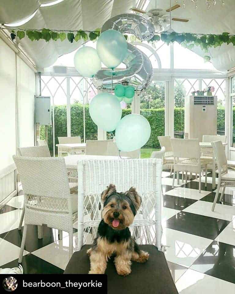 Mint Dog Yard ใน Mint Cafe มินท์คาเฟ่ (ลาดพร้าว) 6
