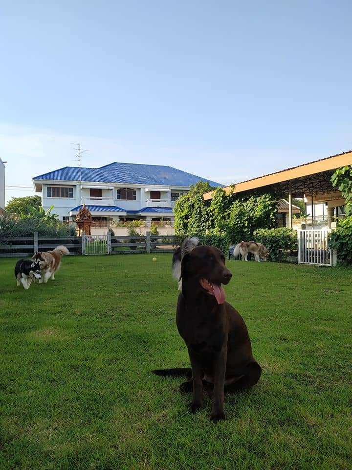 Puppy Land Resort 7