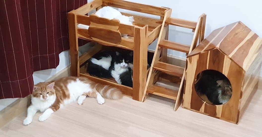 โรงแรมแมว Infinite Cat hotel รับฝากเลี้ยงแมว 4