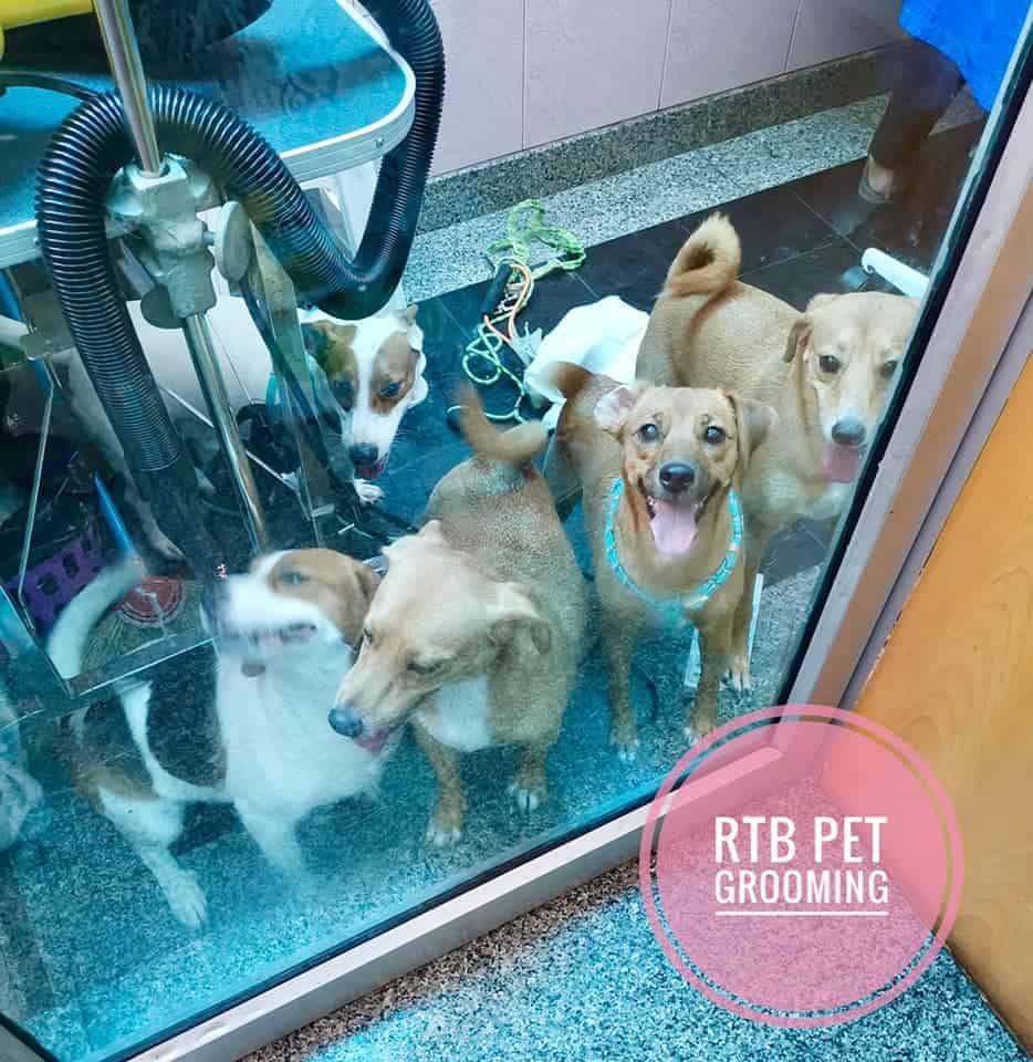 โรงพยาบาลสัตว์รัตนาธิเบศร์ (บางบัวทอง) RTB Referral Animal Hospital (Bangbuathong) 7