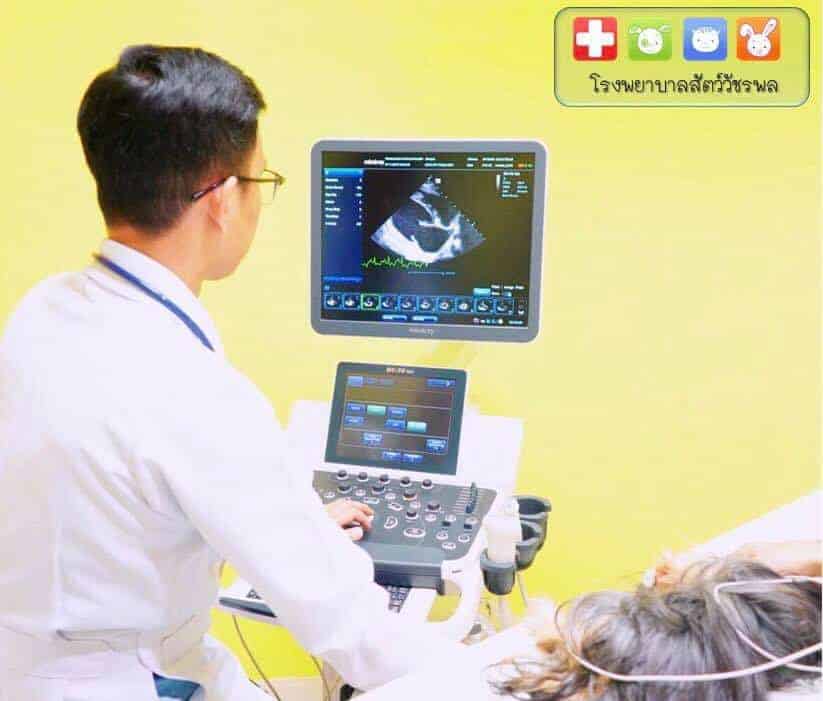 โรงพยาบาลสัตว์วัชรพล 9