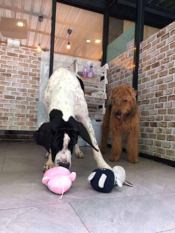 Big Dog Cafe 4
