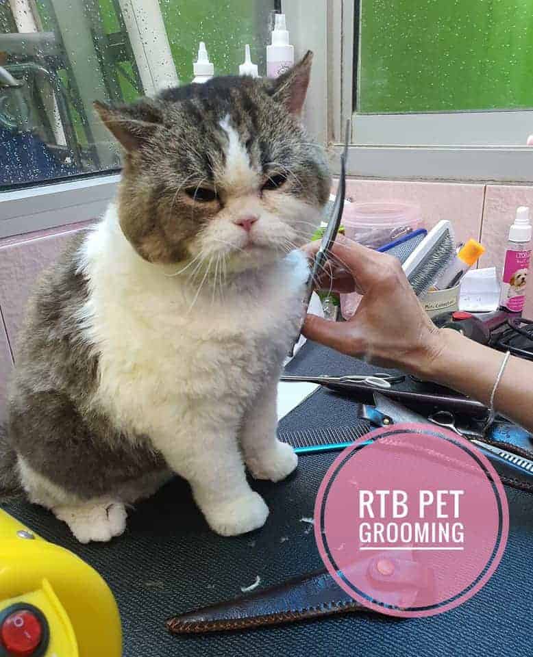 โรงพยาบาลสัตว์รัตนาธิเบศร์ (เกษตรนวมินทร์) RTB Referral Animal Hospital (Kaset-Nawamin) 8