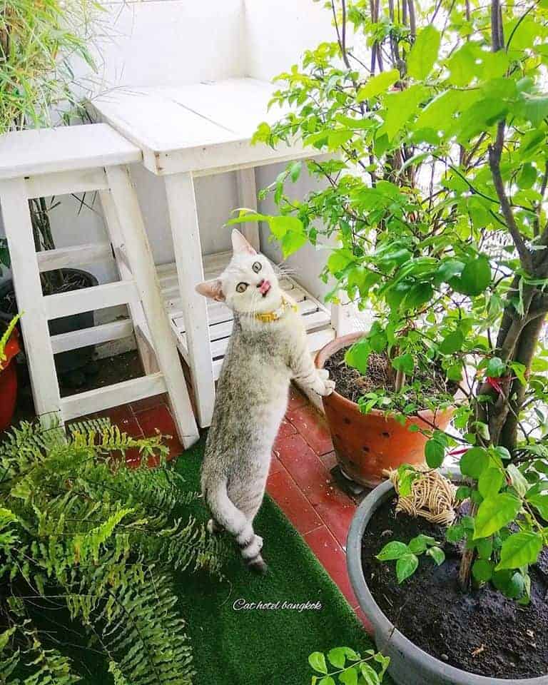 Cat Hotel Bangkok 2