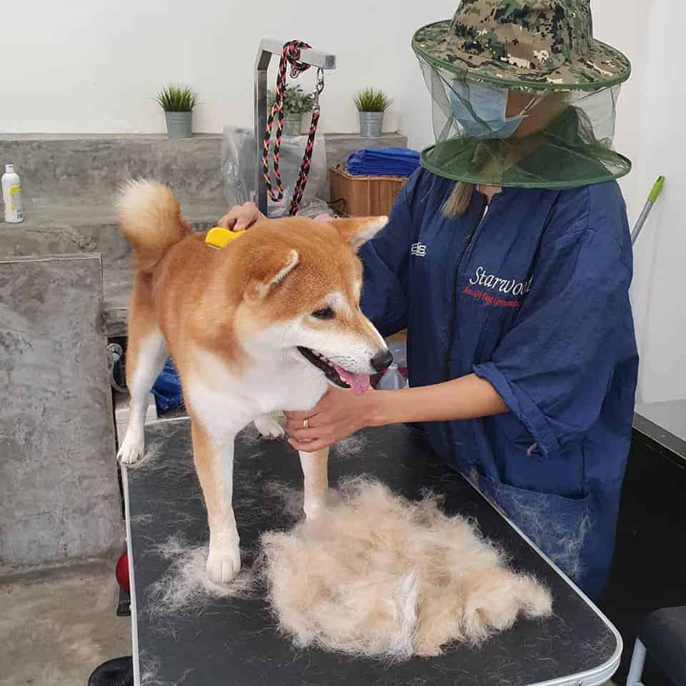 BARK LOUNGE 6