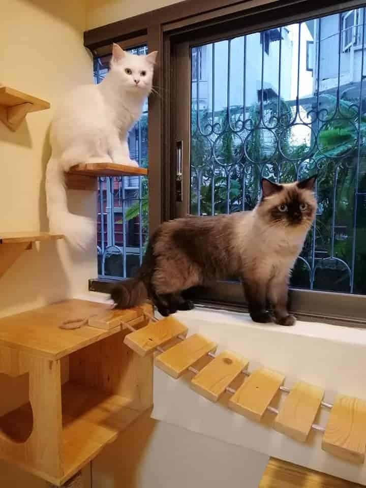 Gatto Cat Hotel 6