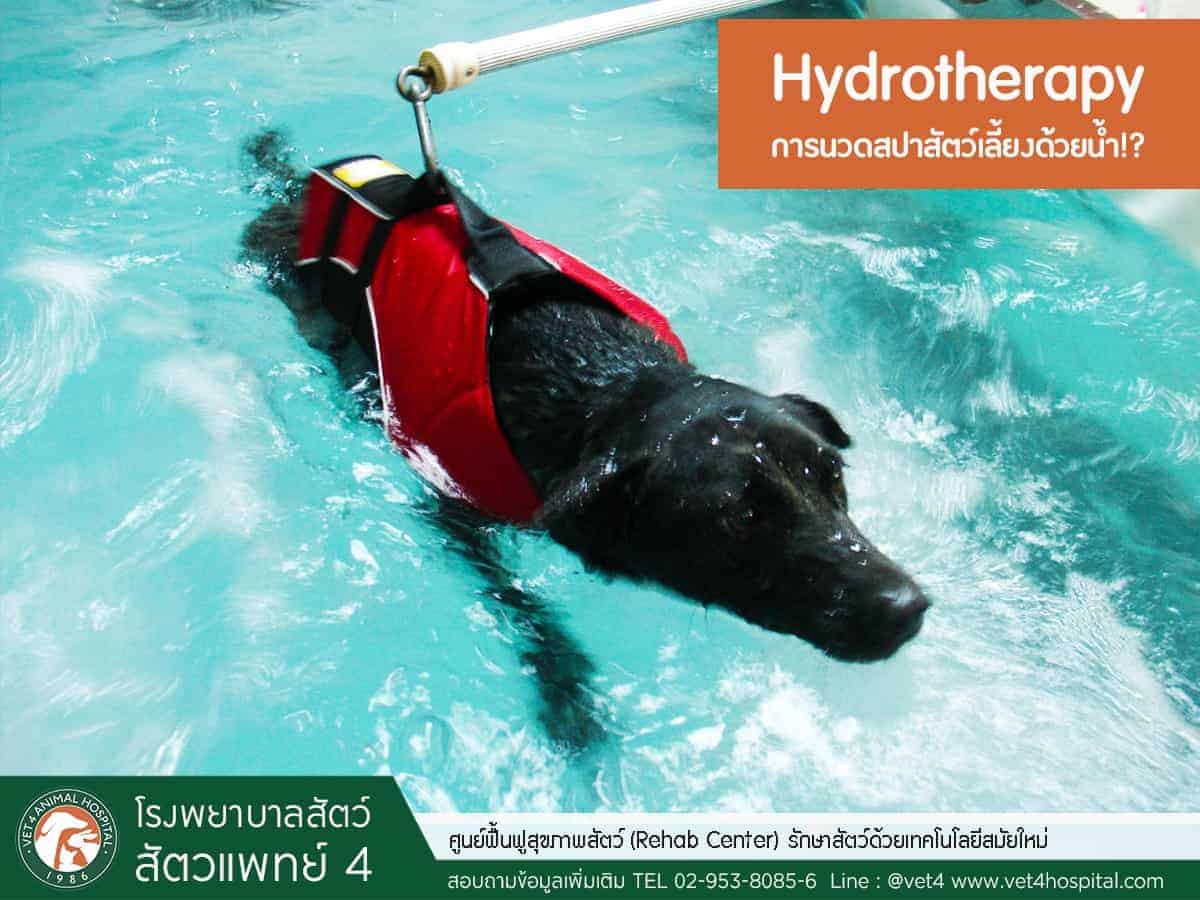 โรงพยาบาลสัตว์สัตวแพทย์ 4 - Vet 4 Animal Hospital 6
