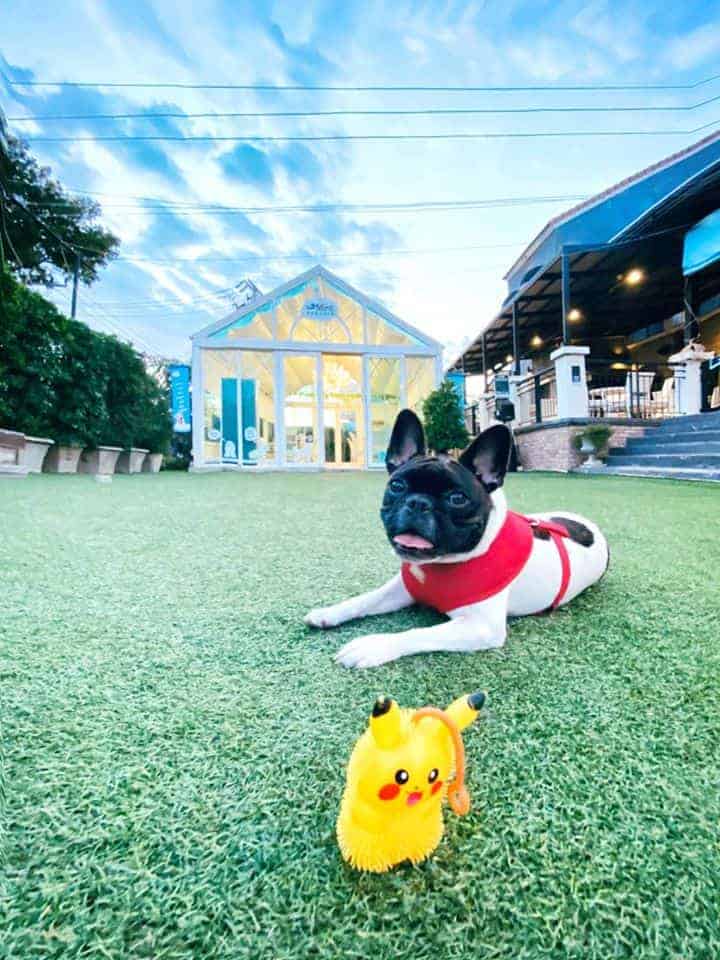 Mint Dog Yard ใน Mint Cafe มินท์คาเฟ่ (ลาดพร้าว) 4