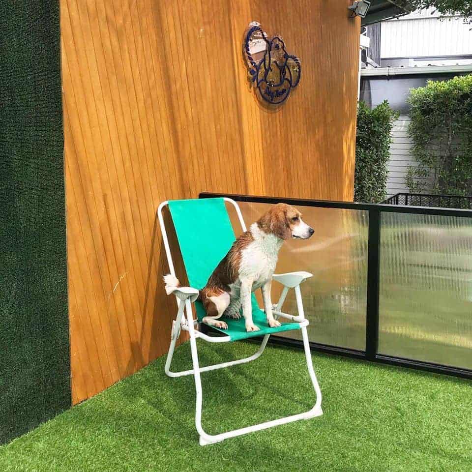 Dog Hour 9