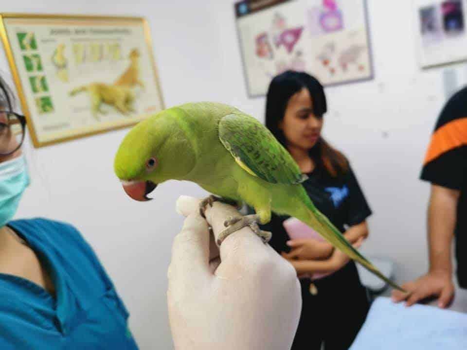 โรงพยาบาลสัตว์ไอเว็ท (เวสต์เซนทรัล ศาลายา) Ivethospital (West Central Salaya) 9