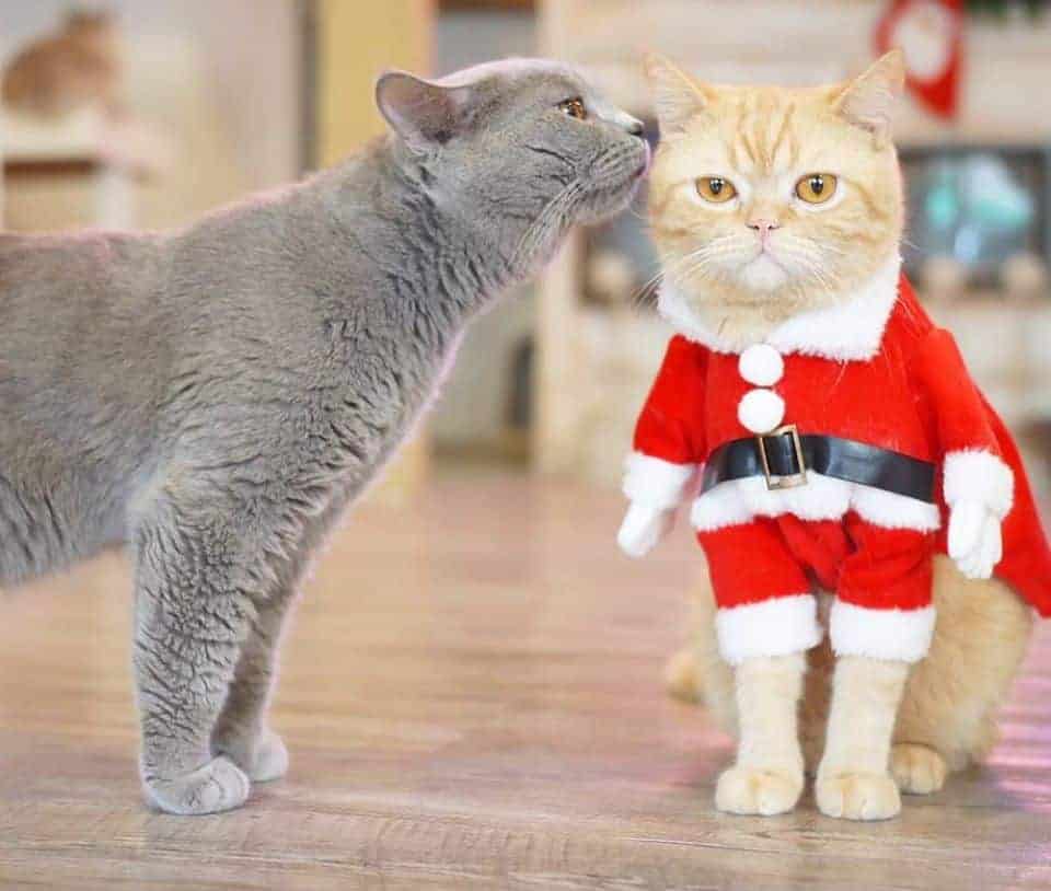 Caturday Cat Cafe 6
