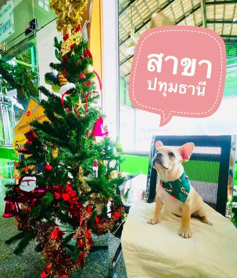 โรงพยาบาลสัตว์รัตนาธิเบศร์ (ปทุมธานี) RTB Referral Animal Hospital (Pathumthani) 9
