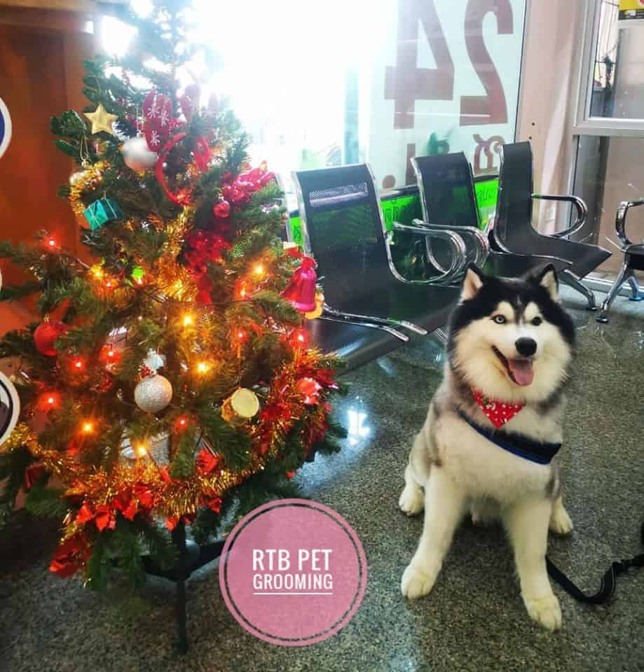 โรงพยาบาลสัตว์รัตนาธิเบศร์ (ภูเก็ต) RTB Referral Animal Hospital (Phuket) 7