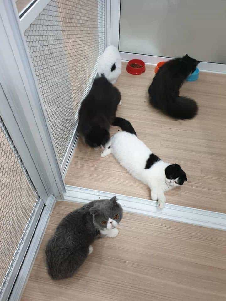 โรงแรมแมว Infinite Cat hotel รับฝากเลี้ยงแมว 7